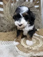 Tri mini , a female Miniature Bernedoodle for sale in Dyersville, IA – 3 of 8
