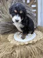 Tri girl medium , a female Bernedoodle for sale in Dyersville, IA – 4 of 6