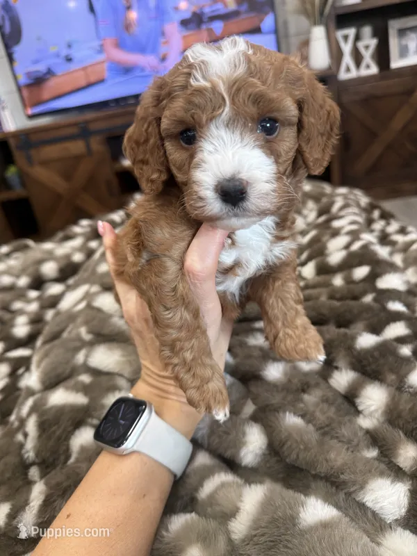 Bambi-mini  – Miniature Goldendoodle puppy for sale in Dyersville, IA