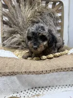 Petite Merle , a male Miniature Bernedoodle for sale in Dyersville, IA – 4 of 6