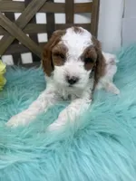 Parti-Mini , a male Miniature Goldendoodle for sale in Dyersville, IA – 6 of 10