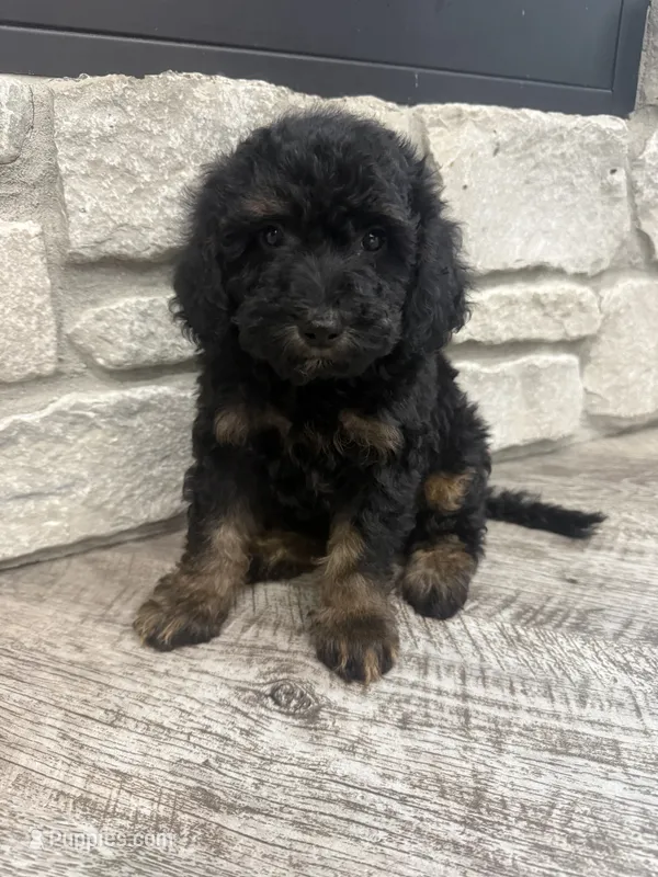 Max  – Miniature Bernedoodle puppy for sale in Dyersville, IA