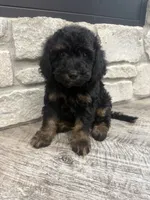 Max , a male Miniature Bernedoodle for sale in Dyersville, IA – 1 of 5