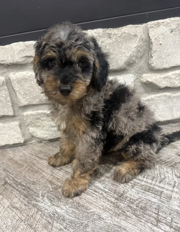 Taz -20 lbs  – Miniature Bernedoodle puppy for sale in Dyersville, IA