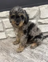 Taz -20 lbs , a male Miniature Bernedoodle for sale in Dyersville, IA – 1 of 4
