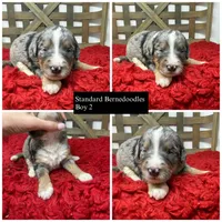 F1 Merle , a male Bernedoodle for sale in Dyersville, IA – 1 of 5