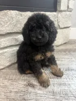 Maggie , a female Miniature Bernedoodle for sale in Dyersville, IA – 5 of 5