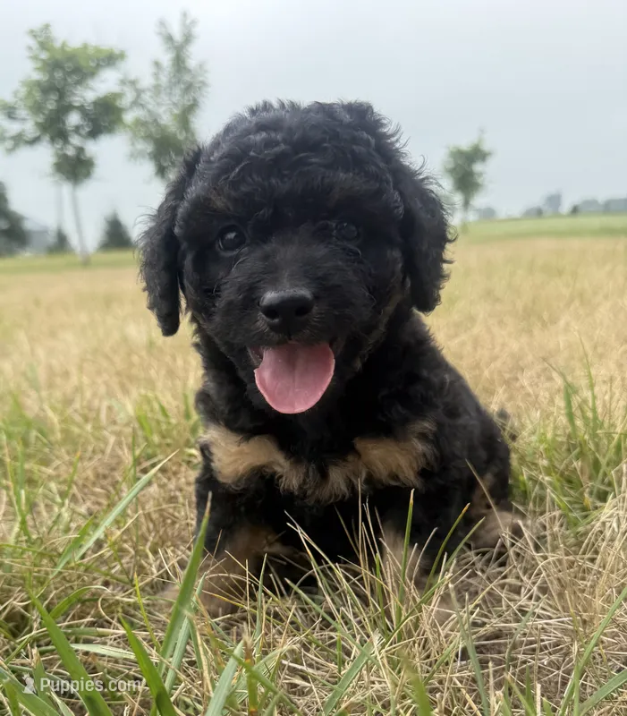 Sassy-mini  – Miniature Bernedoodle puppy for sale in Dyersville, IA