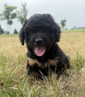 Sassy-mini , a female Miniature Bernedoodle for sale in Dyersville, IA – 1 of 7