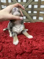 F1 Merle , a male Bernedoodle for sale in Dyersville, IA – 5 of 5