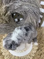 Merle boy medium , a male Bernedoodle for sale in Dyersville, IA – 3 of 6