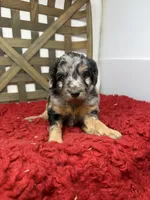 Minis , a female Miniature Bernedoodle for sale in Dyersville, IA – 4 of 6