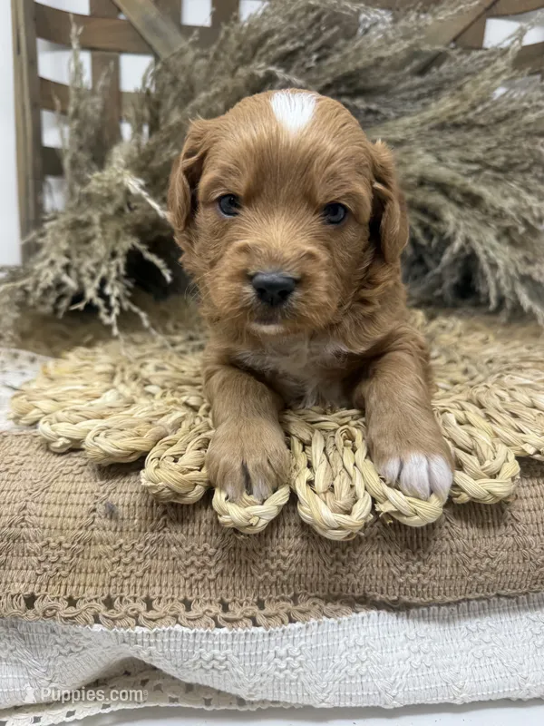 Mini Tuxedo  – Miniature Goldendoodle puppy for sale in Dyersville, IA