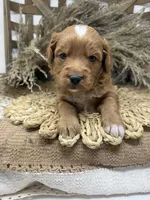 Mini Tuxedo , a male Miniature Goldendoodle for sale in Dyersville, IA – 1 of 7