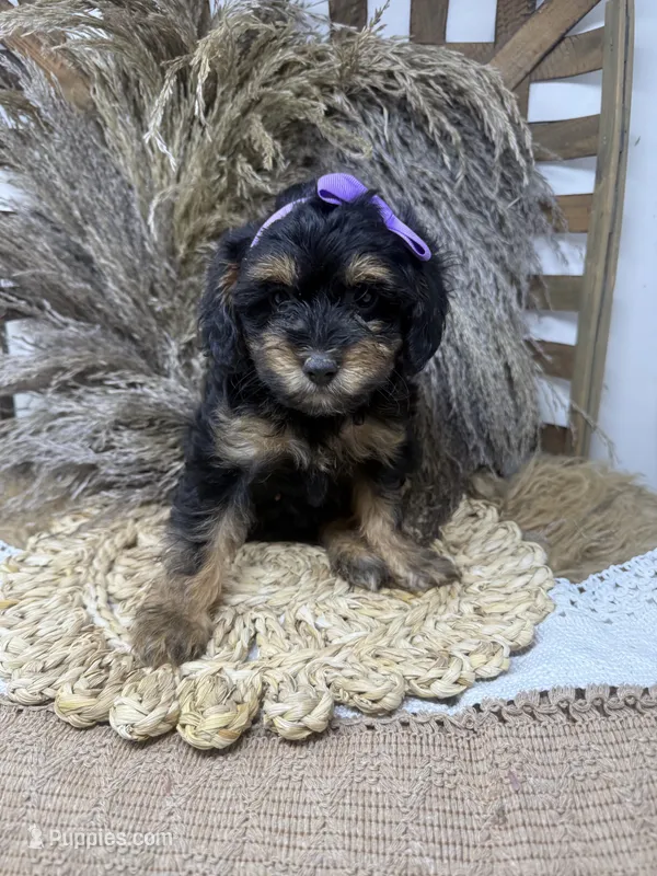 Petite girl  – Miniature Bernedoodle puppy for sale in Dyersville, IA