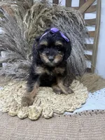 Petite girl , a female Miniature Bernedoodle for sale in Dyersville, IA – 1 of 6