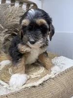Tri mini , a male Miniature Bernedoodle for sale in Dyersville, IA – 2 of 7