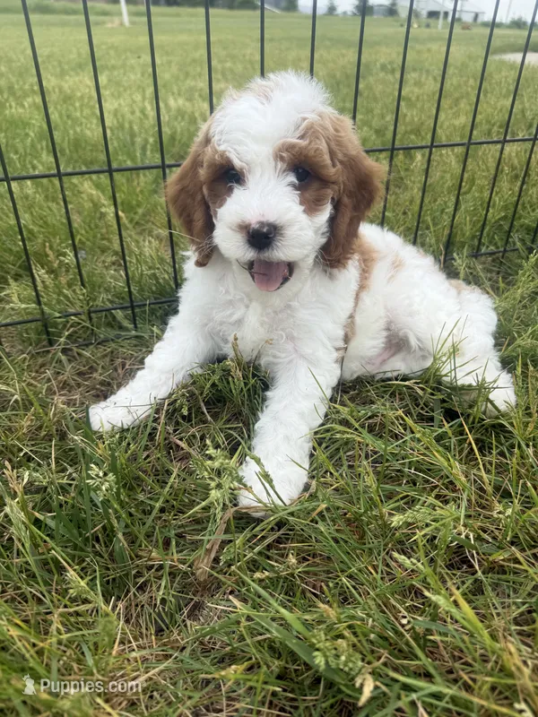 Parti-Mini  – Miniature Goldendoodle puppy for sale in Dyersville, IA