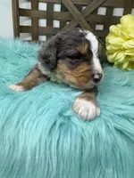 Merle boy , a male Bernedoodle for sale in Dyersville, IA – Photo 2 of 7