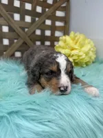 Merle boy , a male Bernedoodle for sale in Dyersville, IA – Photo 4 of 7