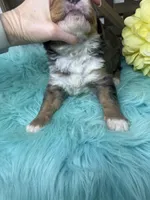 Merle boy , a male Bernedoodle for sale in Dyersville, IA – Photo 6 of 7