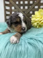 Merle boy , a male Bernedoodle for sale in Dyersville, IA – Photo 3 of 7