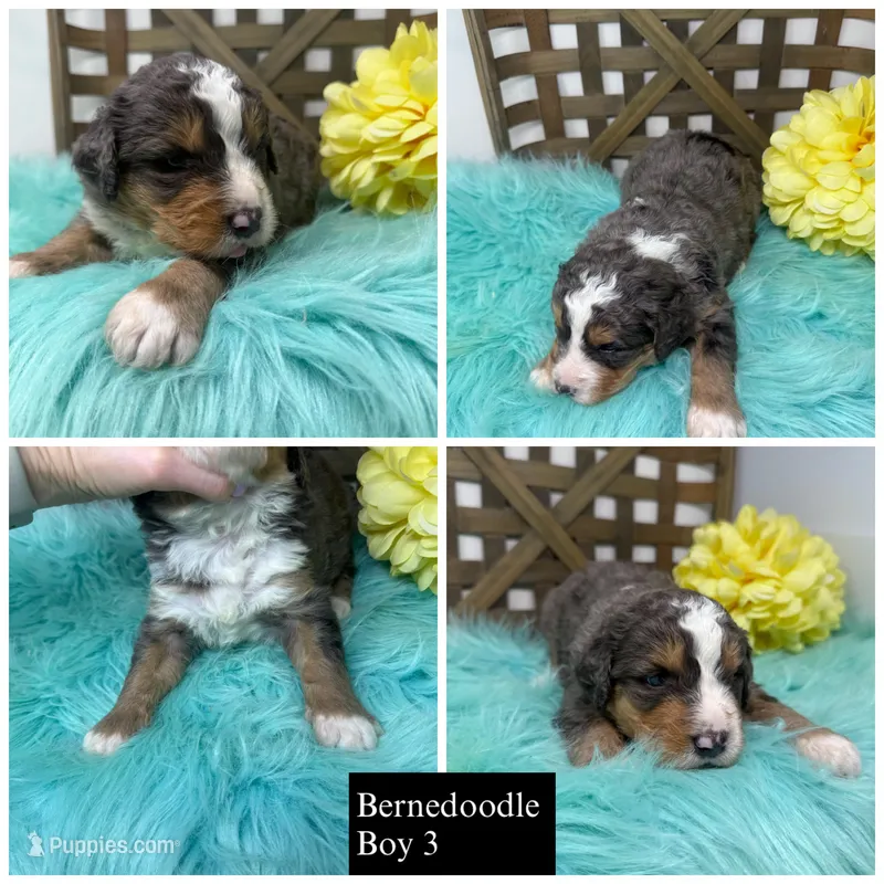 Merle boy  – Bernedoodle puppy for sale in Dyersville, IA