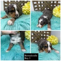 Merle boy , a male Bernedoodle for sale in Dyersville, IA – Photo 1 of 7