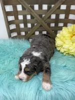 Merle boy , a male Bernedoodle for sale in Dyersville, IA – Photo 7 of 7