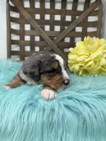 Merle boy , a male Bernedoodle for sale in Dyersville, IA – Photo 5 of 7