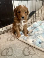 Bubbles-Mini , a female Miniature Goldendoodle for sale in Dyersville, IA – Photo 8 of 10