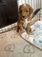 Bubbles-Mini , a female Miniature Goldendoodle for sale in Dyersville, IA – Photo 10 of 10