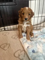 Bubbles-Mini , a female Miniature Goldendoodle for sale in Dyersville, IA – Photo 1 of 10