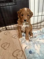 Bubbles-Mini , a female Miniature Goldendoodle for sale in Dyersville, IA – Photo 7 of 10