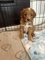 Bubbles-Mini , a female Miniature Goldendoodle for sale in Dyersville, IA – Photo 3 of 10