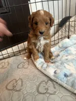 Bubbles-Mini , a female Miniature Goldendoodle for sale in Dyersville, IA – Photo 5 of 10