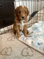 Bubbles-Mini , a female Miniature Goldendoodle for sale in Dyersville, IA – Photo 4 of 10