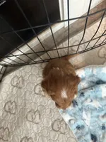 Bubbles-Mini , a female Miniature Goldendoodle for sale in Dyersville, IA – Photo 2 of 10