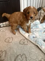 Bubbles-Mini , a female Miniature Goldendoodle for sale in Dyersville, IA – Photo 6 of 10