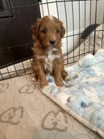 Bubbles-Mini , a female Miniature Goldendoodle for sale in Dyersville, IA – Photo 9 of 10