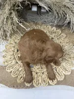 Mini Girl , a female Miniature Goldendoodle for sale in Dyersville, IA – 7 of 7