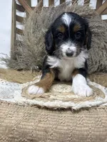 Tri girl , a female Miniature Bernedoodle for sale in Dyersville, IA – 7 of 7