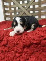 F1 tri girl , a female Bernedoodle for sale in Dyersville, IA – 4 of 5