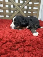 F1 tri boy , a male Bernedoodle for sale in Dyersville, IA – 6 of 6