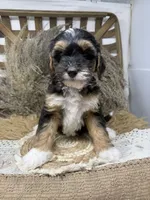 Tri mini , a male Miniature Bernedoodle for sale in Dyersville, IA – 7 of 7
