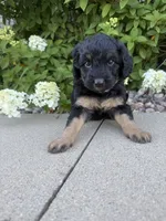 Mini girl , a female Miniature Bernedoodle for sale in Dyersville, IA – 2 of 7