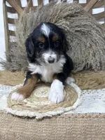 Tri girl , a female Miniature Bernedoodle for sale in Dyersville, IA – 3 of 7