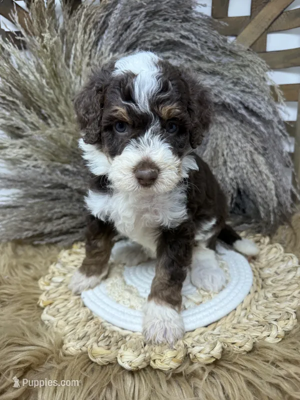 chocolate Tri  – Bernedoodle puppy for sale in Dyersville, IA