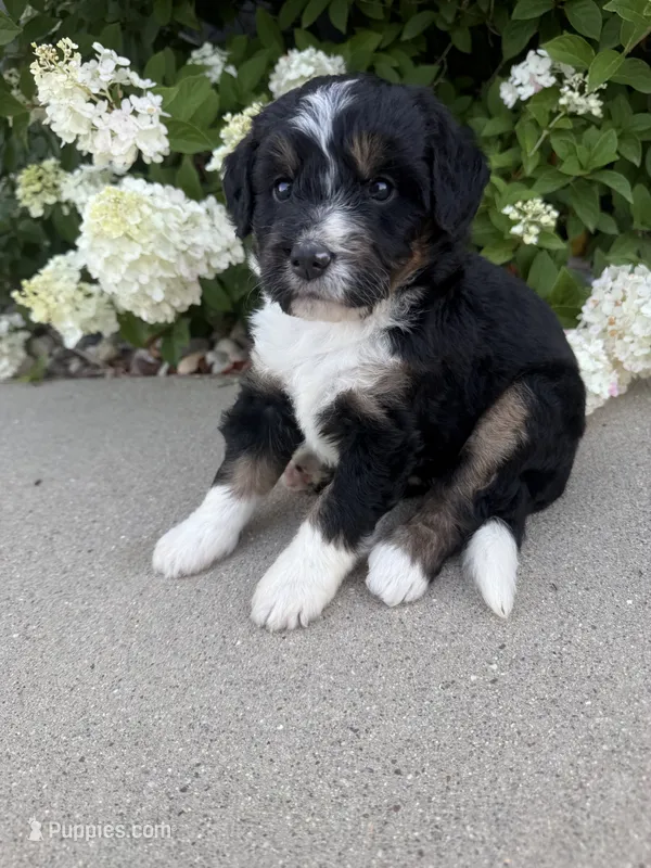 F1 tricolor  – Bernedoodle puppy for sale in Dyersville, IA