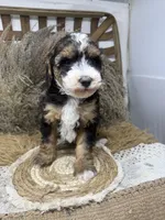 Tri , a male Miniature Bernedoodle for sale in Dyersville, IA – 3 of 7